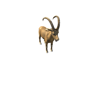 Ibex 1